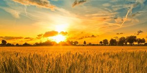 sun-and-wheat